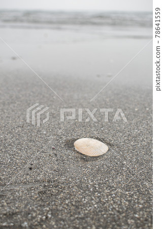在海灘上的貝殼 78641559