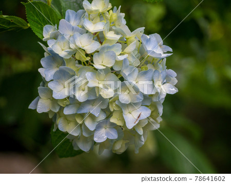 略帶顏色的繡球花 78641602