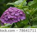 紫色繡球花 78641711