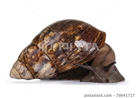 Giant snail on white background 78641717