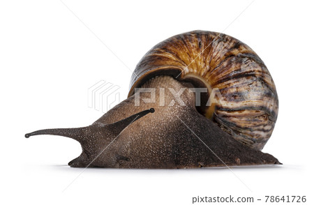 Giant snail on white background Giant snail on white background 78641726