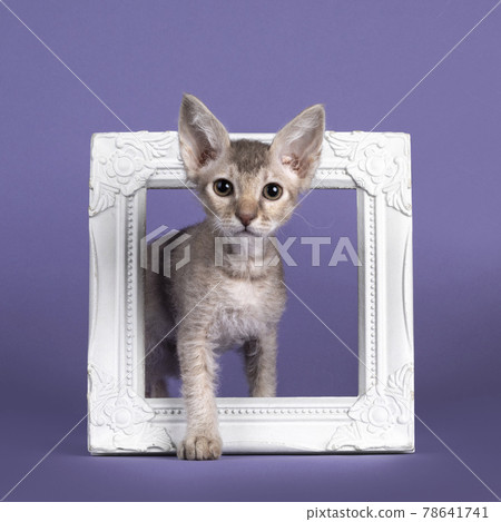 LaPerm kitten on purple background LaPerm kitten on purple background 78641741