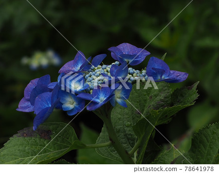 Purple forehead hydrangea after the rain 78641978