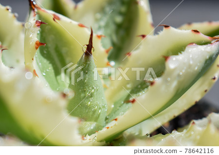 在陽台上生長的植物 78642116