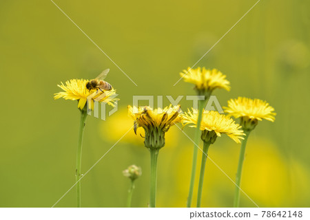 Bee on a wild flower, Patagonia 78642148