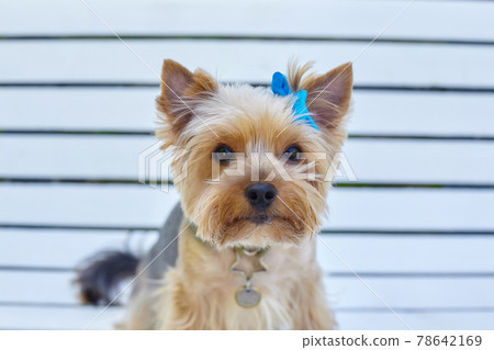 attractive Yorkshire terrier dog on a bench in a city park attractive Yorkshire terrier dog on a bench in a city park 78642169