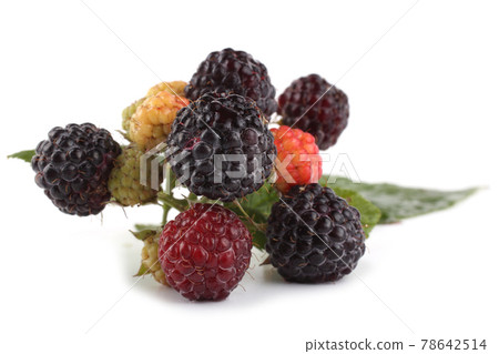 Black raspberry (Rubus occidentalis) isolated on white Black raspberry (Rubus occidentalis) isolated on white 78642514