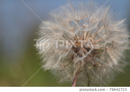 黃色婆羅門參絨毛 78642723