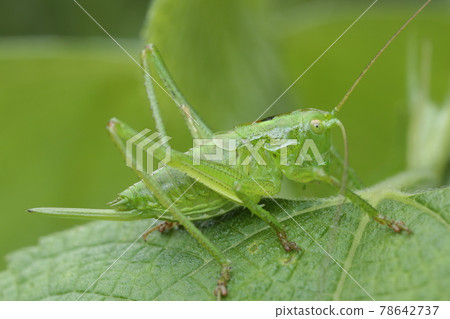 Tettigonia orientalis larva (female) Tettigonia orientalis larva (female) 78642737