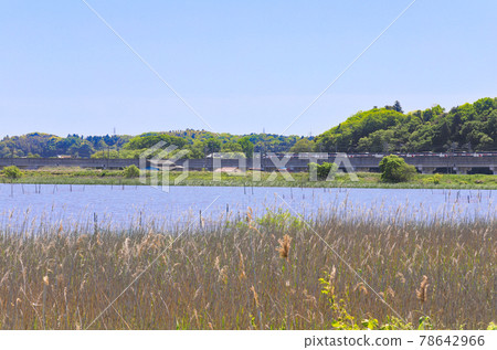 <千葉>春天的印場沼 78642966