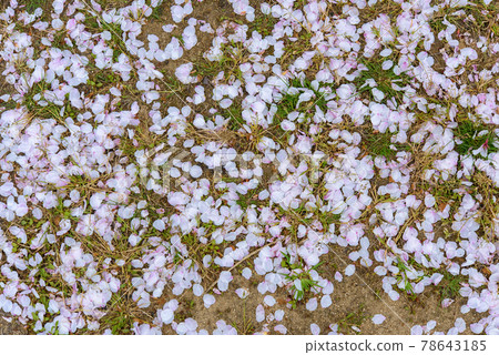 櫻花暴風雪散落在地上 78643185