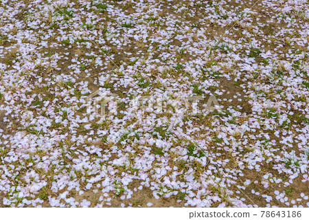 櫻花暴風雪散落在地上 78643186