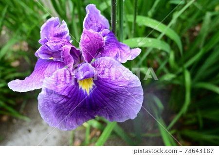 虹膜和雨滴 78643187