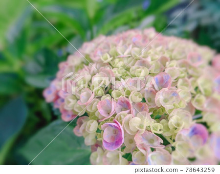 漸變繡球花 78643259