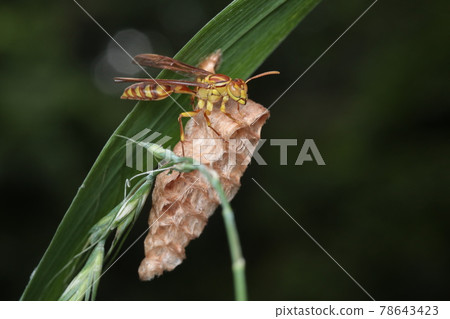 Mummon Hoso's wasp 78643423