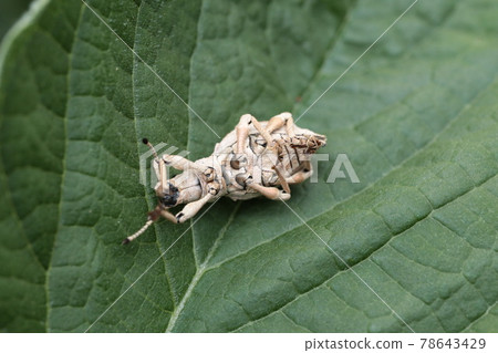 假裝死的Shilbriott象鼻蟲 78643429