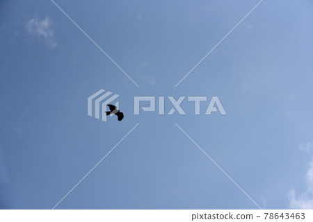 Silhouette of a bird flying in the sky Silhouette of a bird flying in the sky 78643463