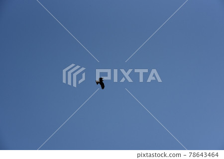 Silhouette of a bird flying in the sky 78643464
