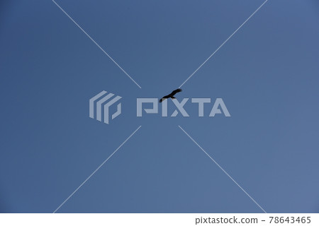 Silhouette of a bird flying in the sky Silhouette of a bird flying in the sky 78643465