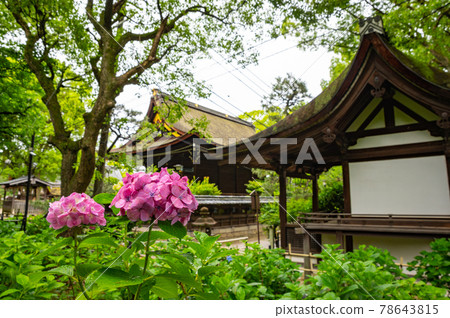 Hydrangea of Fujimori Shrine Hydrangea of Fujimori Shrine 78643815