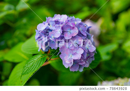 hydrangea hydrangea 78643928