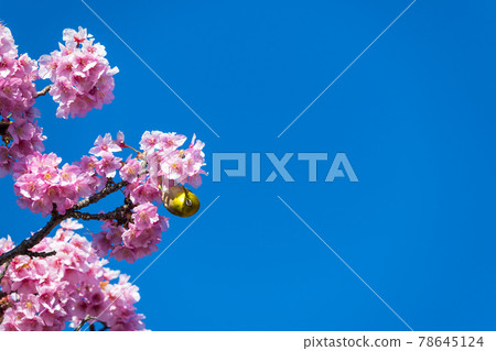 [鬆達摩，松田町，川津櫻花和白眼盛開] 78645124