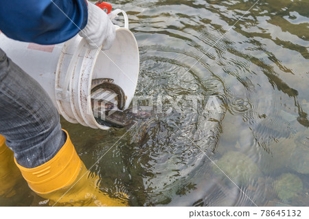 [山間鱒魚向中津川的排放] 78645132