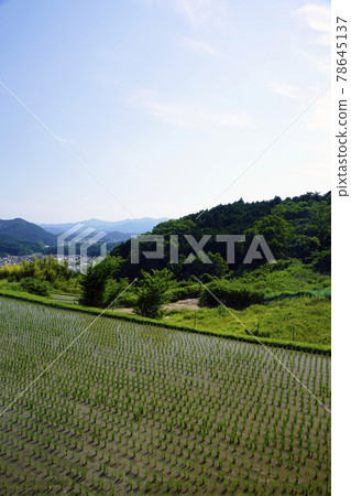 Rice terraces in Uda Rice terraces in Uda 78645137