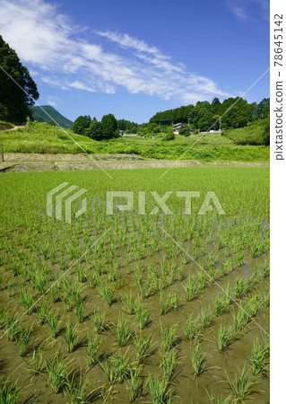 烏達的梯田 78645142
