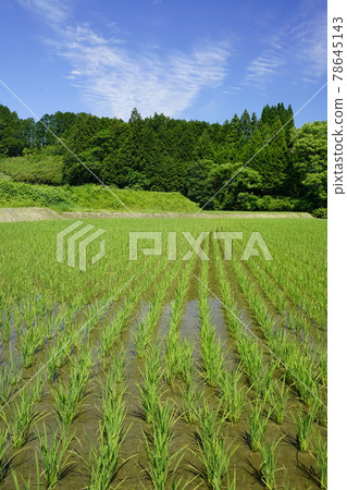 烏達的梯田 78645143
