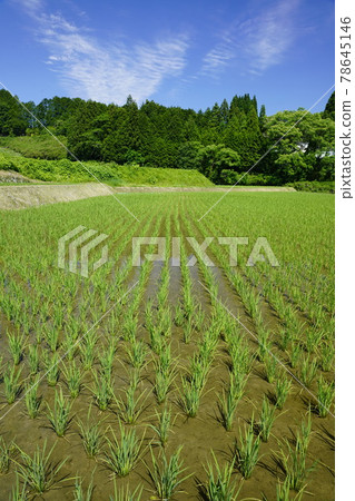 Rice terraces in Uda 78645146