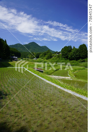 Rice terraces in Uda Rice terraces in Uda 78645147