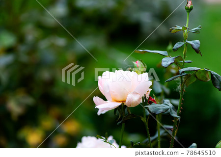 Beautiful pink rose in a garden 78645510