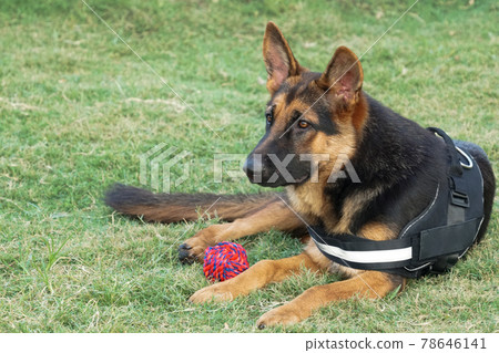 young German Shepherd is under training 78646141