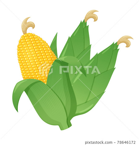 3 corn illustrations 3 corn illustrations 78646172