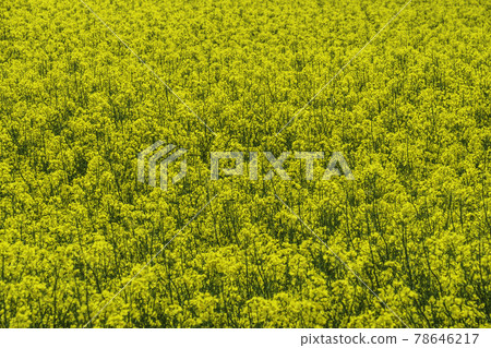 Rapeseed Field for the Production of Biofuel and Rapeseed Oil 78646217