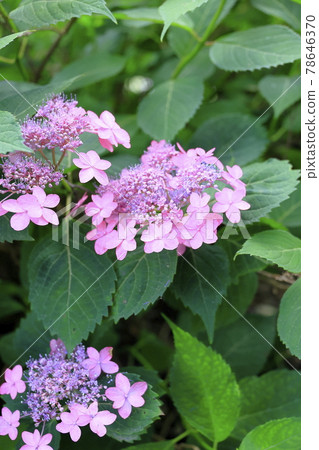 Kyoto Umenomiya Taisha Shrine Full bloom flower iris and hydrangea Kyoto Umenomiya Taisha Shrine Full bloom flower iris and hydrangea 78646370
