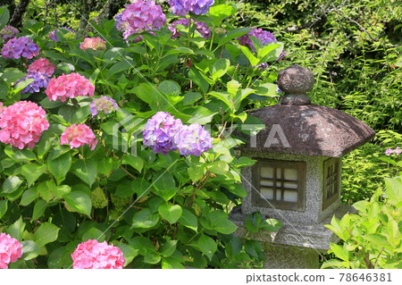 Kyoto Umenomiya Taisha Shrine Full bloom flower iris and hydrangea Kyoto Umenomiya Taisha Shrine Full bloom flower iris and hydrangea 78646381