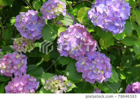 Kyoto Umenomiya Taisha Shrine Full bloom flower iris and hydrangea 78646383