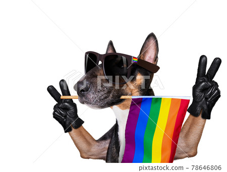 gay pride dog 78646806