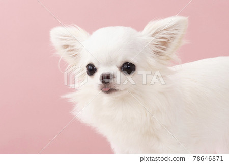 白色奇瓦瓦狗胸圍 78646871