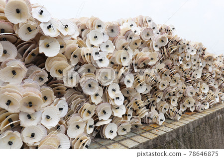 Seashells used for oyster farming Seashells used for oyster farming 78646875