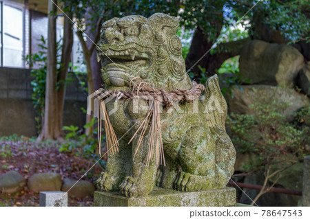 Lion-dog, or komainu, at a Shinto shrine in Kanazawa, Japan. Lion-dog, or komainu, at a Shinto shrine in Kanazawa, Japan. 78647543