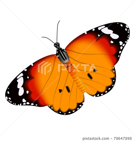 Realistic yellow black color butterfly isolated on white background Realistic yellow black color butterfly isolated on white background 78647898