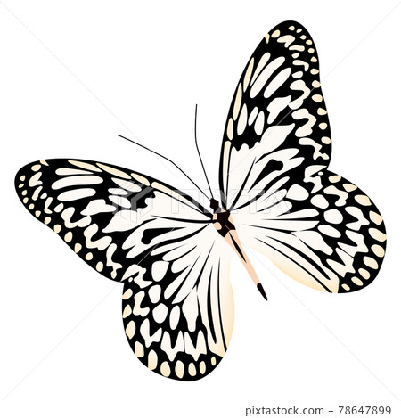 Realistic butterfly white black colors isolated on white background Realistic butterfly white black colors isolated on white background 78647899