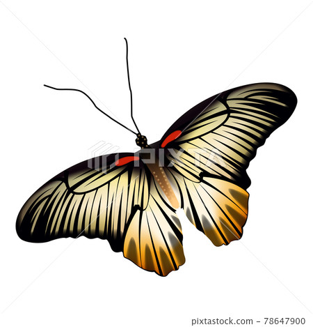 Realistic yellow black color butterfly isolated on white background Realistic yellow black color butterfly isolated on white background 78647900