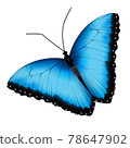 Realistic blue black butterfly isolated on white background 78647902