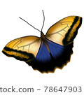 Realistic blue yellow butterfly isolated on white background 78647903