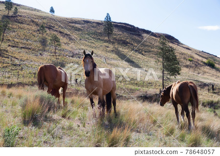 Young Horse in a field during a sunny spring day. 78648057