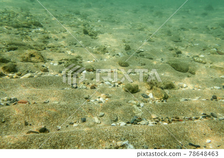 Underwater photo, sea bottom surface, sand with small rocks. Abstract marine background. Underwater photo, sea bottom surface, sand with small rocks. Abstract marine background. 78648463